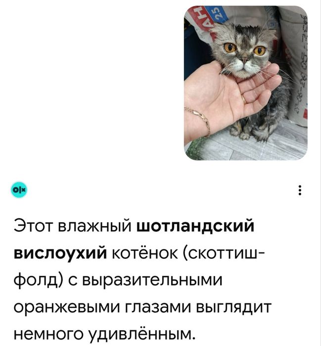 Скотиш фолд искупанная вислоухая кошечка
