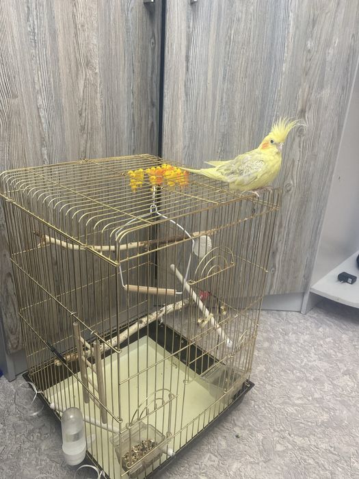 Попугай  Корелла.