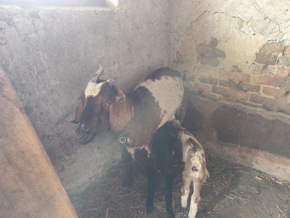 Capre metisane cu tapisori