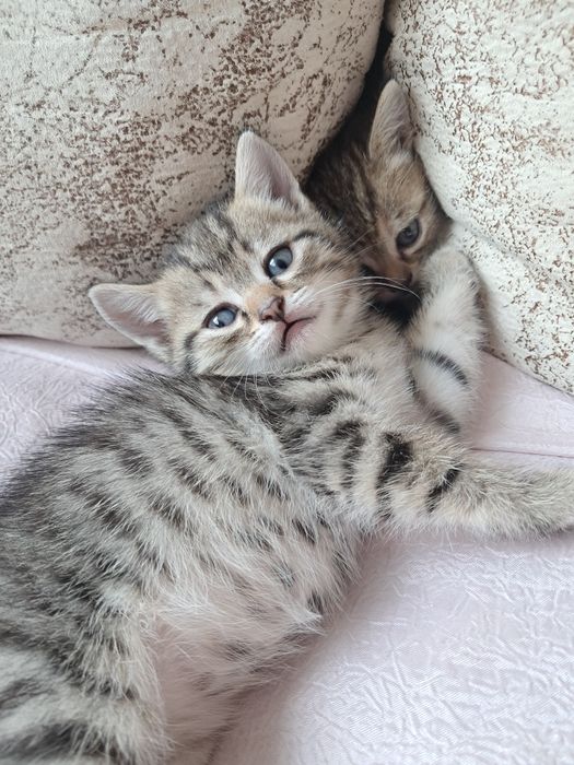 Котята девочки тигровый окрас 3 тыс цена