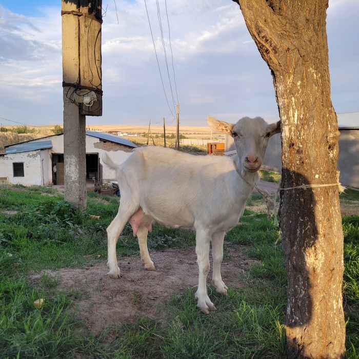 Заанен ешкі сатылады