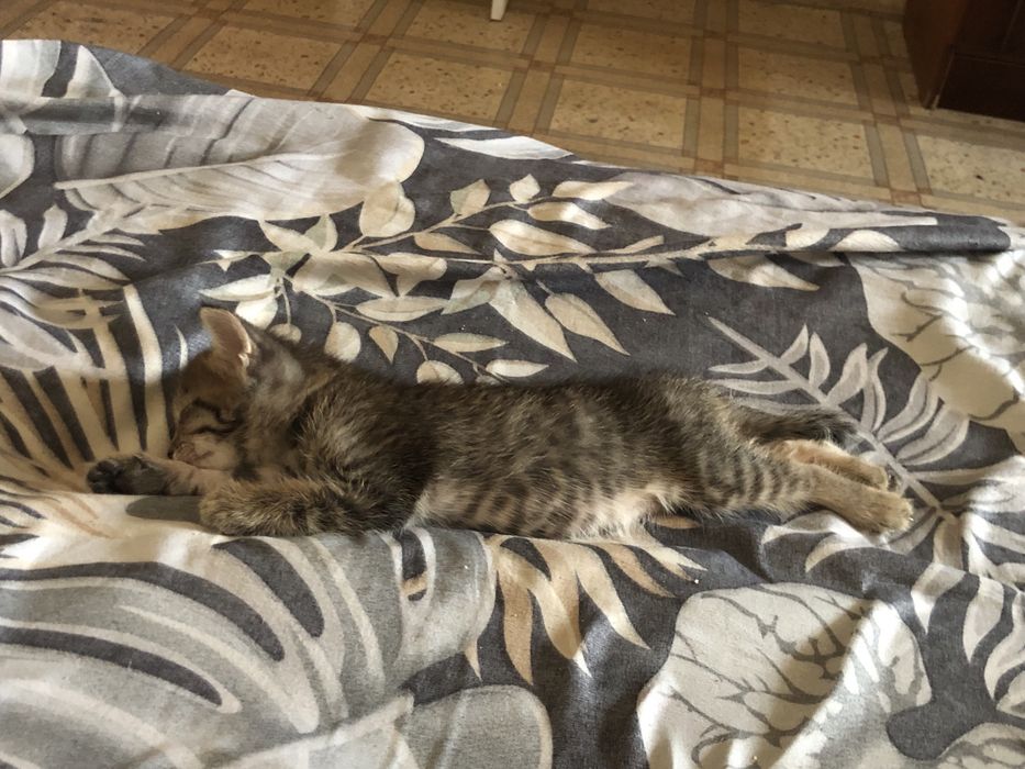 Отдам в добрые руки