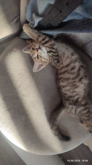 Отдам котенка девочка