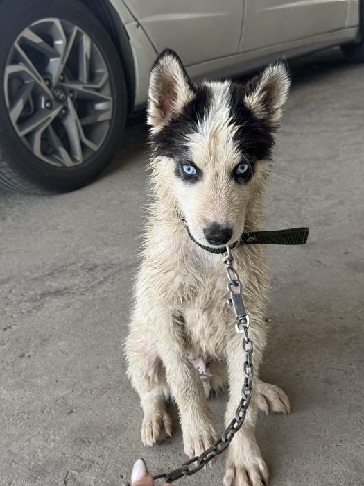 Собак шымкент хаски сибирский