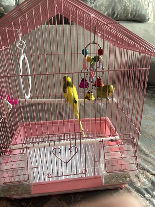 Продам волнистых попугаев