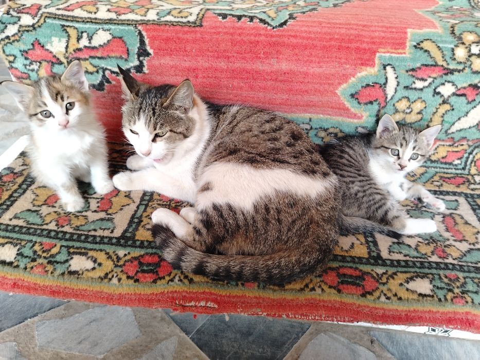 Отдам даром котенек
