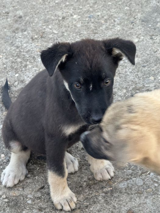 Catelusi pentru adoptie