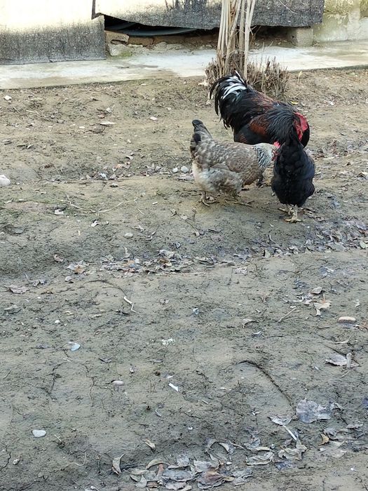 Tovuq Xo'roz sotiladi