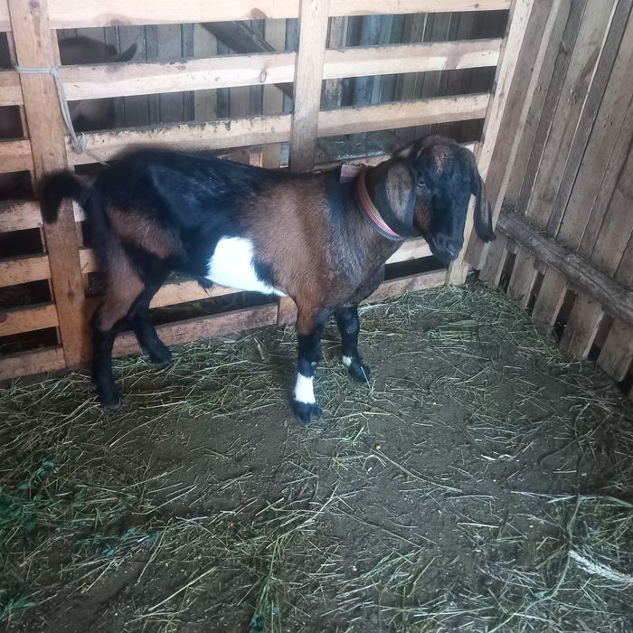 Vând un țapișor metis anglo-nubian !!!