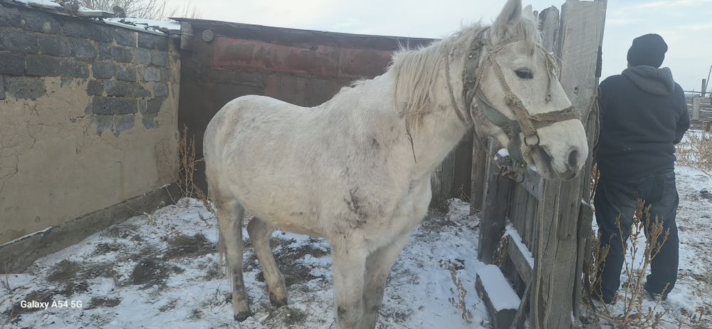 Жуас ат сатылады