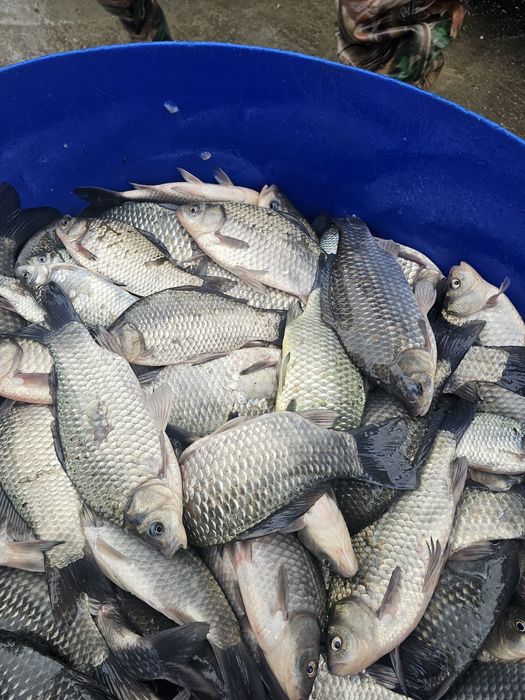 Caras pentru pescuit