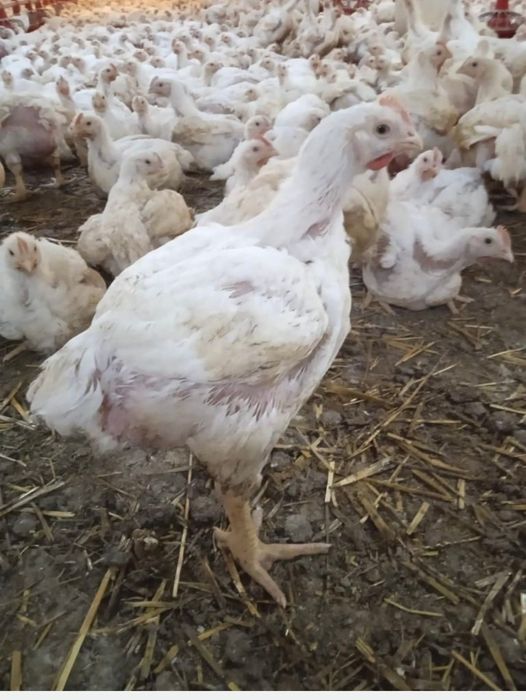 Vând pui albi de carne și pui rasa mixta