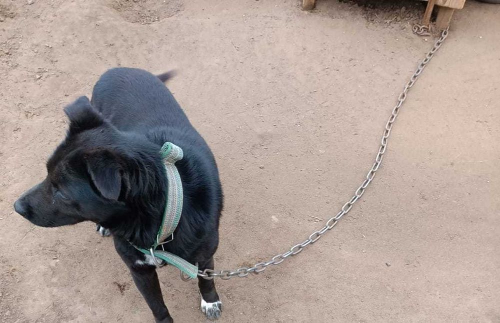 Отдам в добрые руки