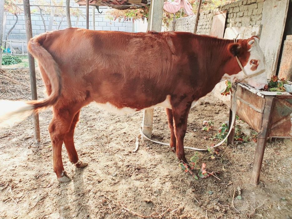 Gibrit mol zotdor garantiya soglom