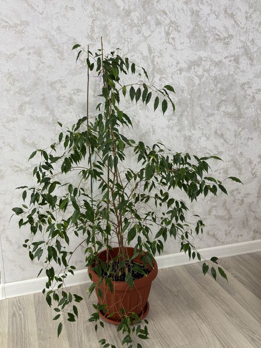 Фикус бенджамина продам