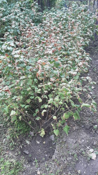 Продам саженцы смородины