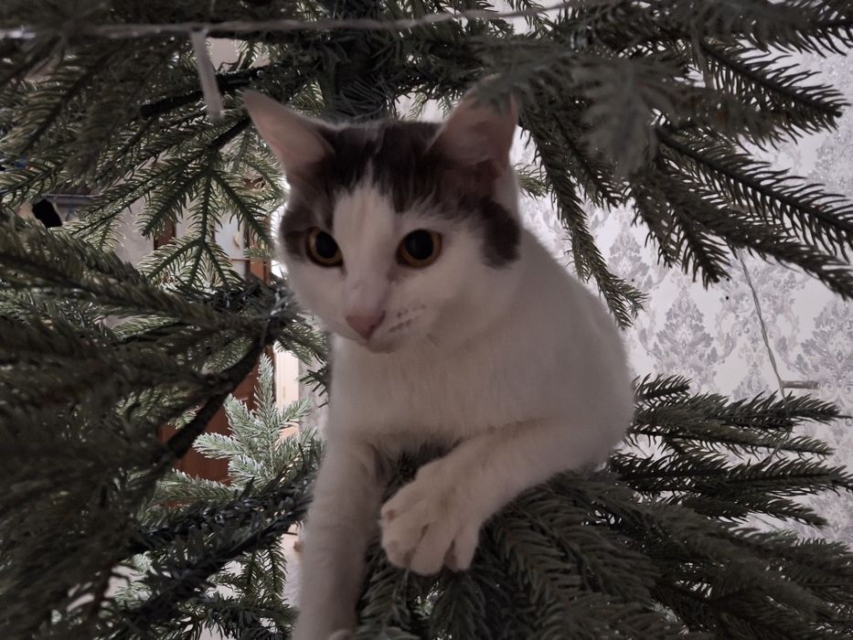 Отдам кошку бесплатно в добрые руки