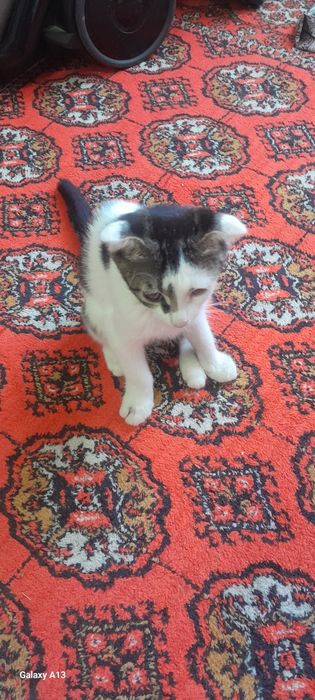 Мушук болалари 2 ойлик. Шотланд парода