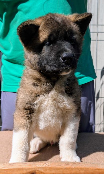 Mascul Akita American cu sânge premium - din linie de campion mondial