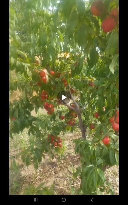 TAyyor bog‘li yer! 60sotix