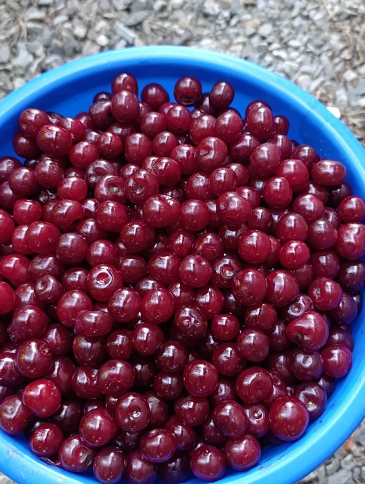 Продам вишню свежая