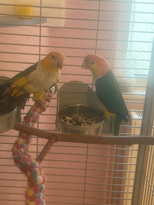 Vand papgali caigue persche