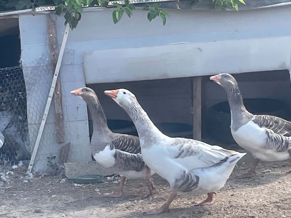 Vând 2 gâște și 1 gâscan de anu ăsta locația oporelu olt 150 bucata nu se dau separat