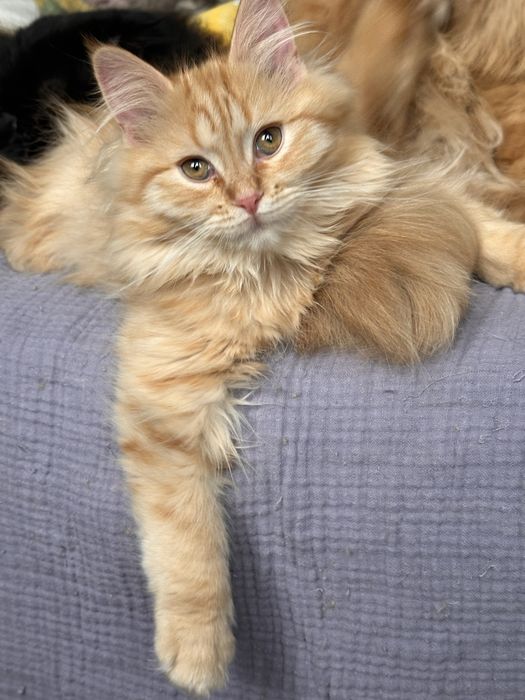 Шотландский  котенок