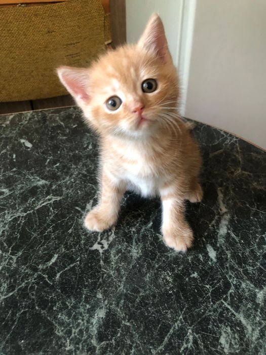 Продам котят скоттиш фолд/страйк