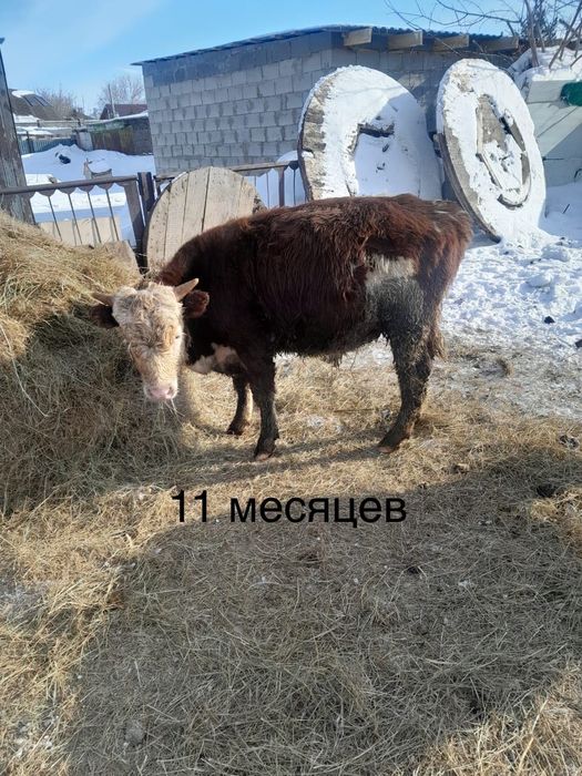 Продам Быков, поселок Кабанбай батыра