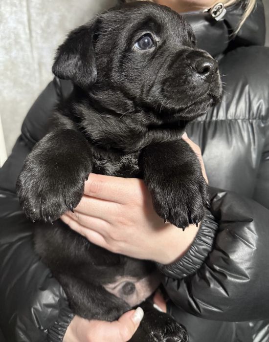 Отдам в добрые руки