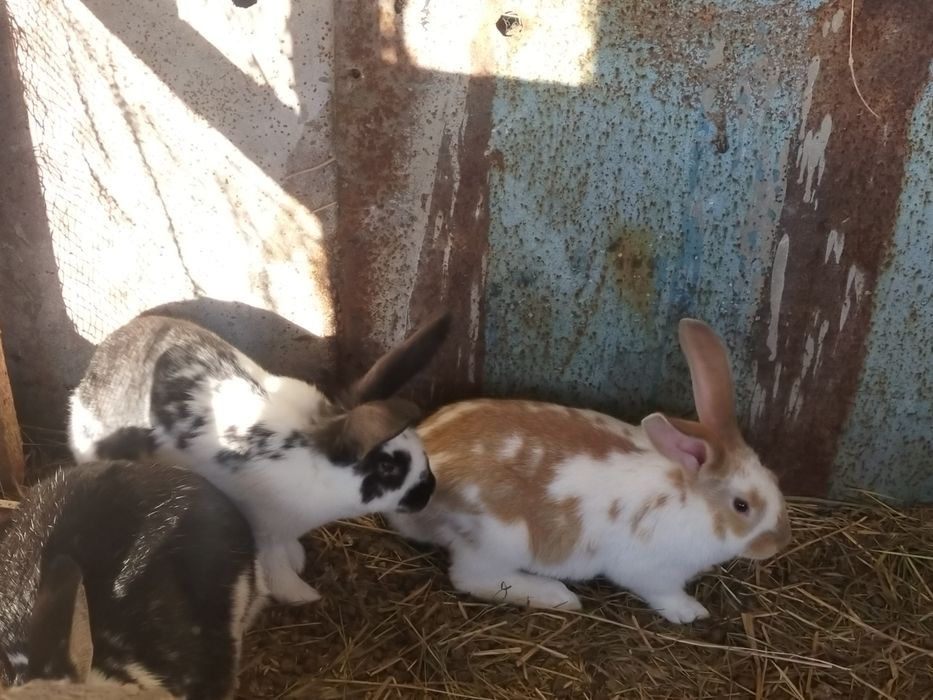 Крольчата  продам
