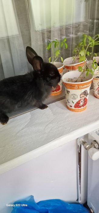 Iepuras pitici  cap leu