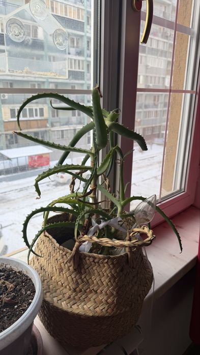 Продам цветы алое