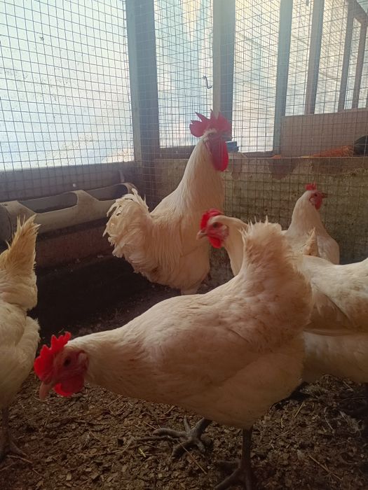 Бресс Гальская порода кур