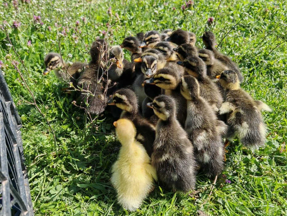 27 puișori de rață măcănitoare/românească