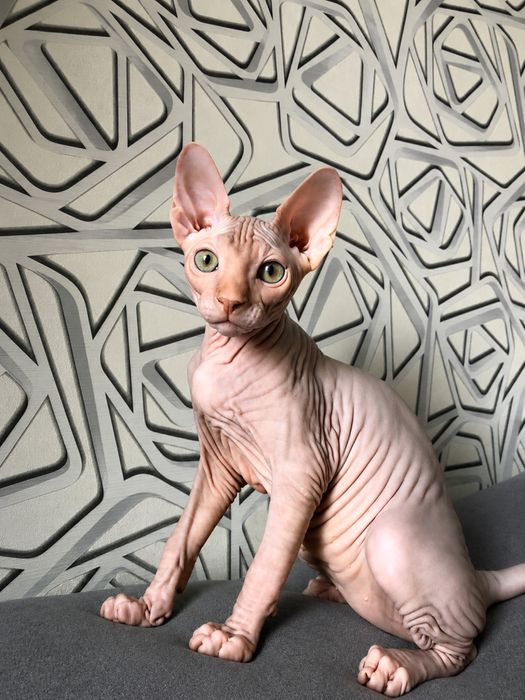 Котенок канадский сфинкс