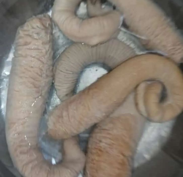 Жылқының ішегі қартасы