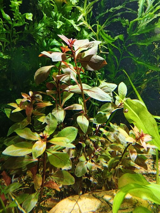 Продам аквариумные растения и рыбок
