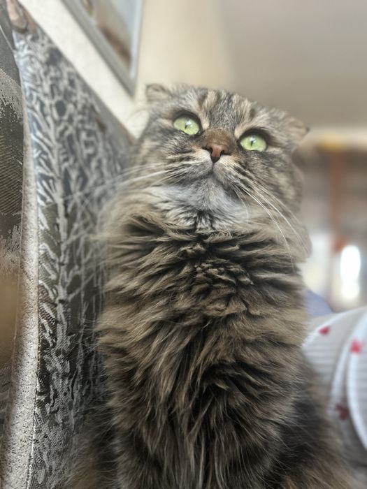 Отдам кошку в добрые руки