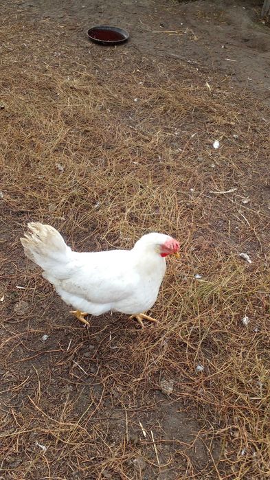 Продам куриц Леггорн