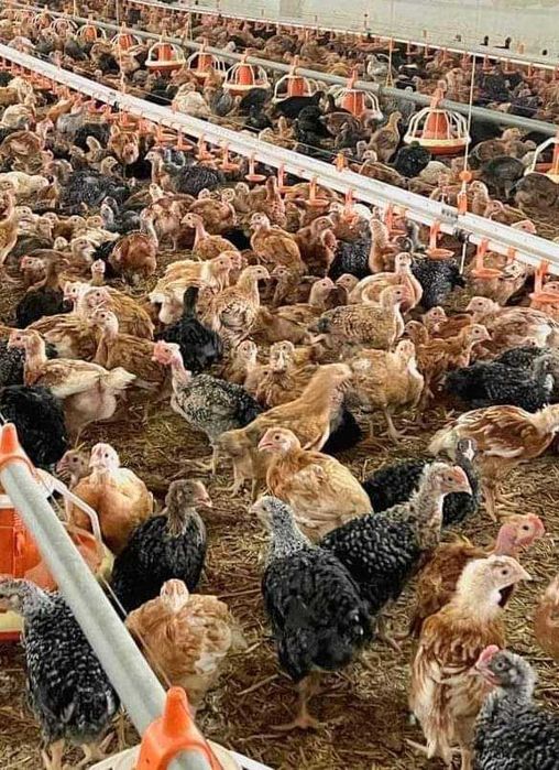 Ferma de pui vacareni