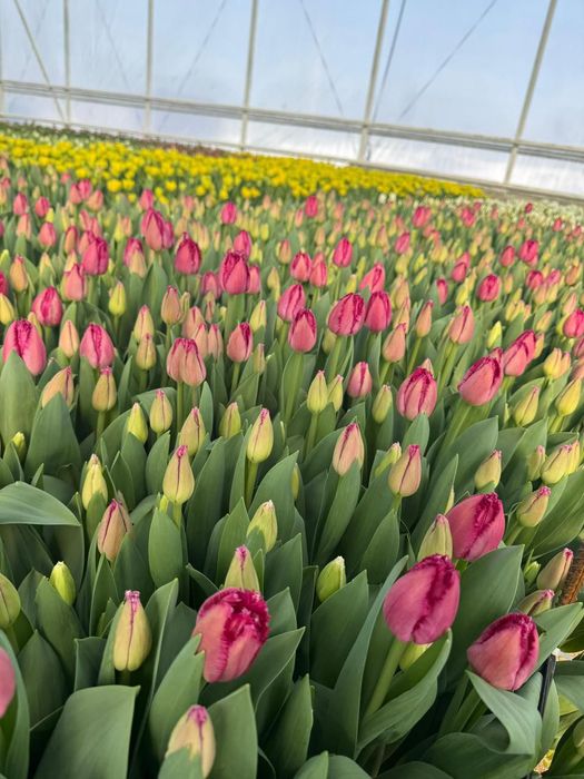 Оптом тюльпаны напрямую от теплица