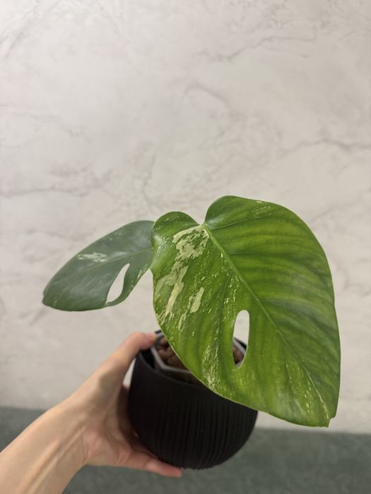 Продам монстеру альбу