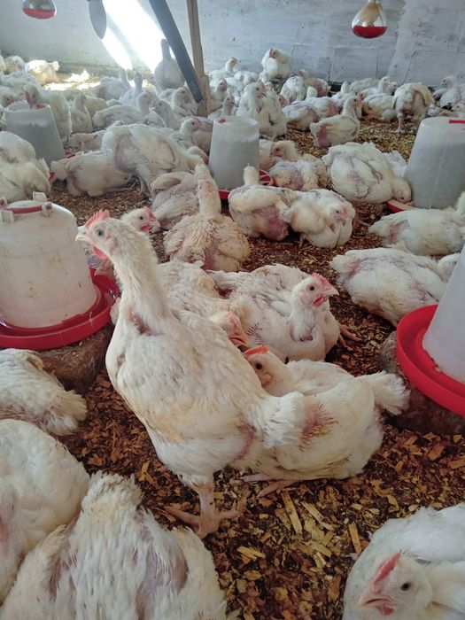 Броллер цеплят 1500тг