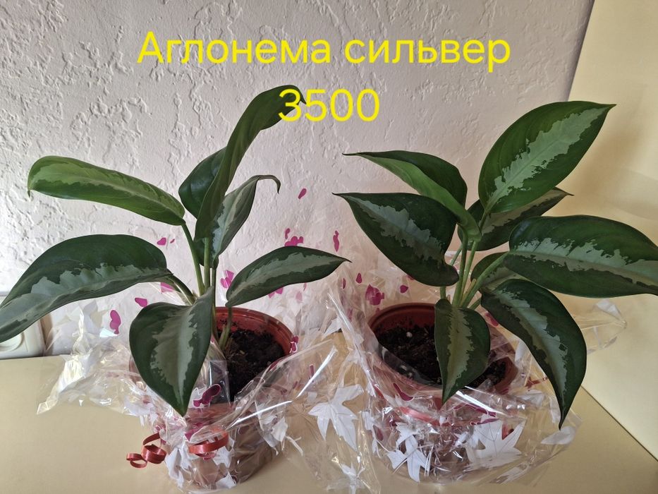 Комнатные растения одоптированые