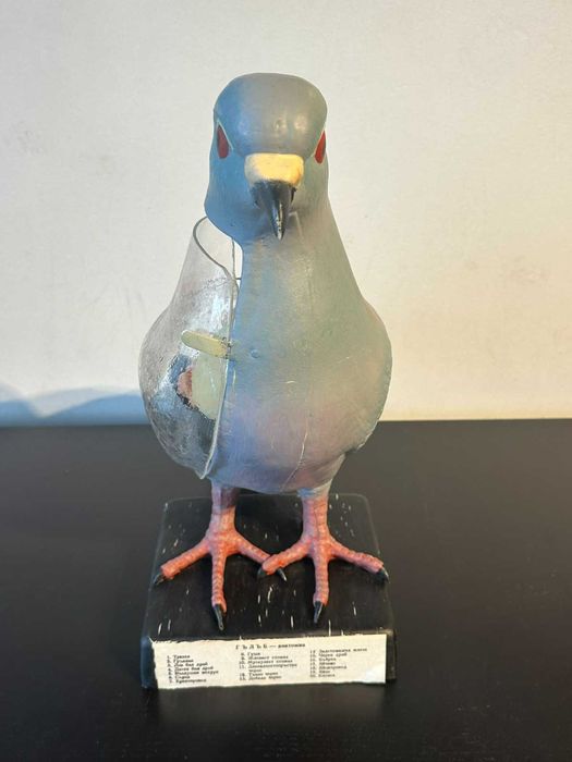 Соц Учебен Анатомичен Модел на Гълъб