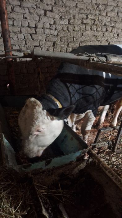 Ogiz satiladi. Baxasi 55mln