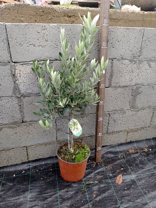 Маслини Студоустоичиви