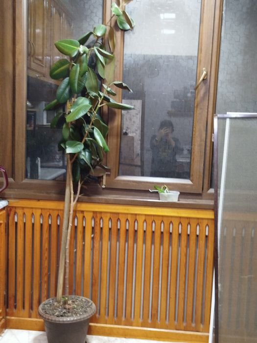 Фикус большой ухоженный